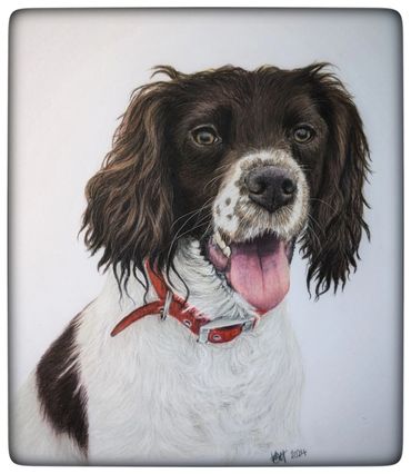 coloured pencil drawing of a english springer spaniel