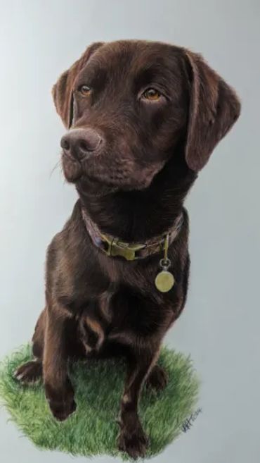 coloured pencil drawing of a chocolate labrador