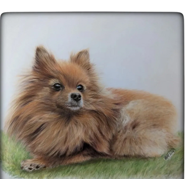 coloured pencil drawing of a fluffy golden chihuahua