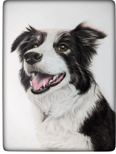 coloured pencil drawing of a black and white border collie dog
