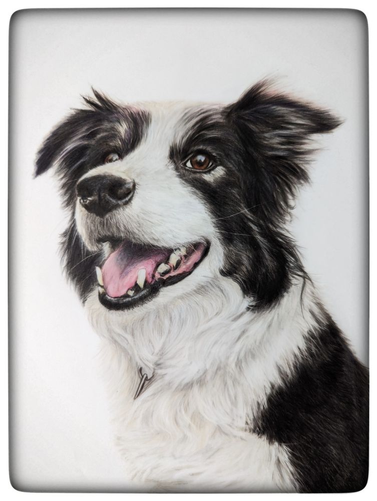 Hand drawn image of a black and white collie dog, using coloured pencils