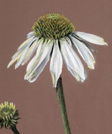 coloured pencil drawing of a echinacea in flower