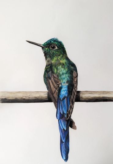 coloured pencil drawing of a colourful hummingbird perched on a twig