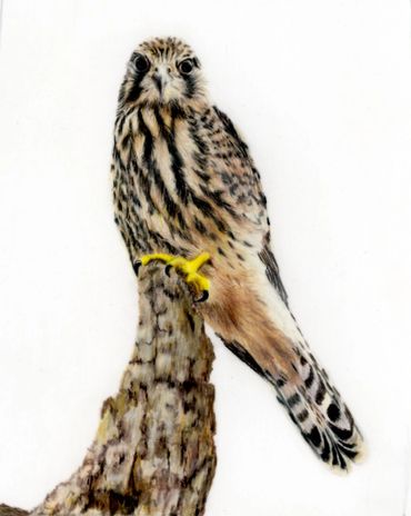 coloured pencil drawing of a kestrel perched in a branch