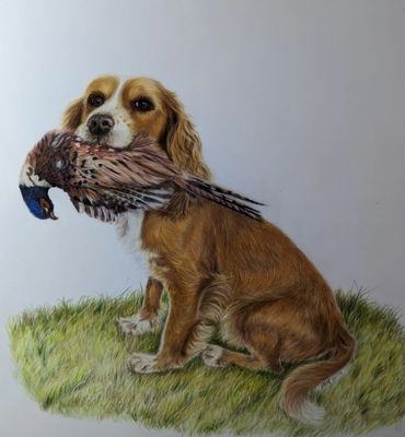 coloured pencil drawing of a spaniel holding a game pheasant in its mouth as a catch