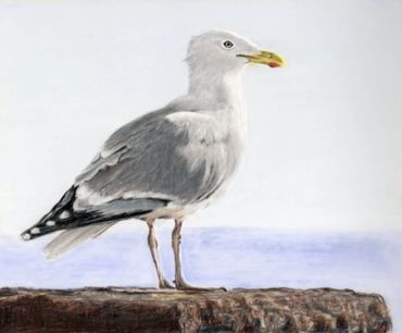 coloured pencil drawing of a brighton seagull looking out to sea