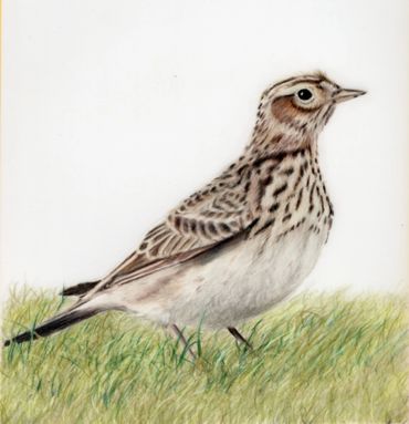 coloured pencil drawing of a skylark bird