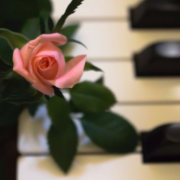 Piano with a rose