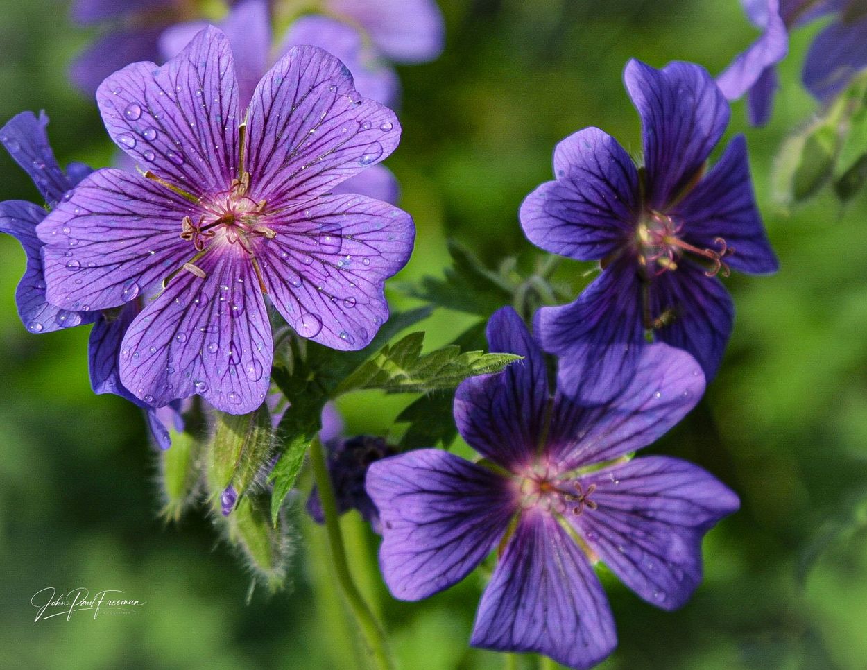 Close-up of vibrant purple flowers with water droplets.