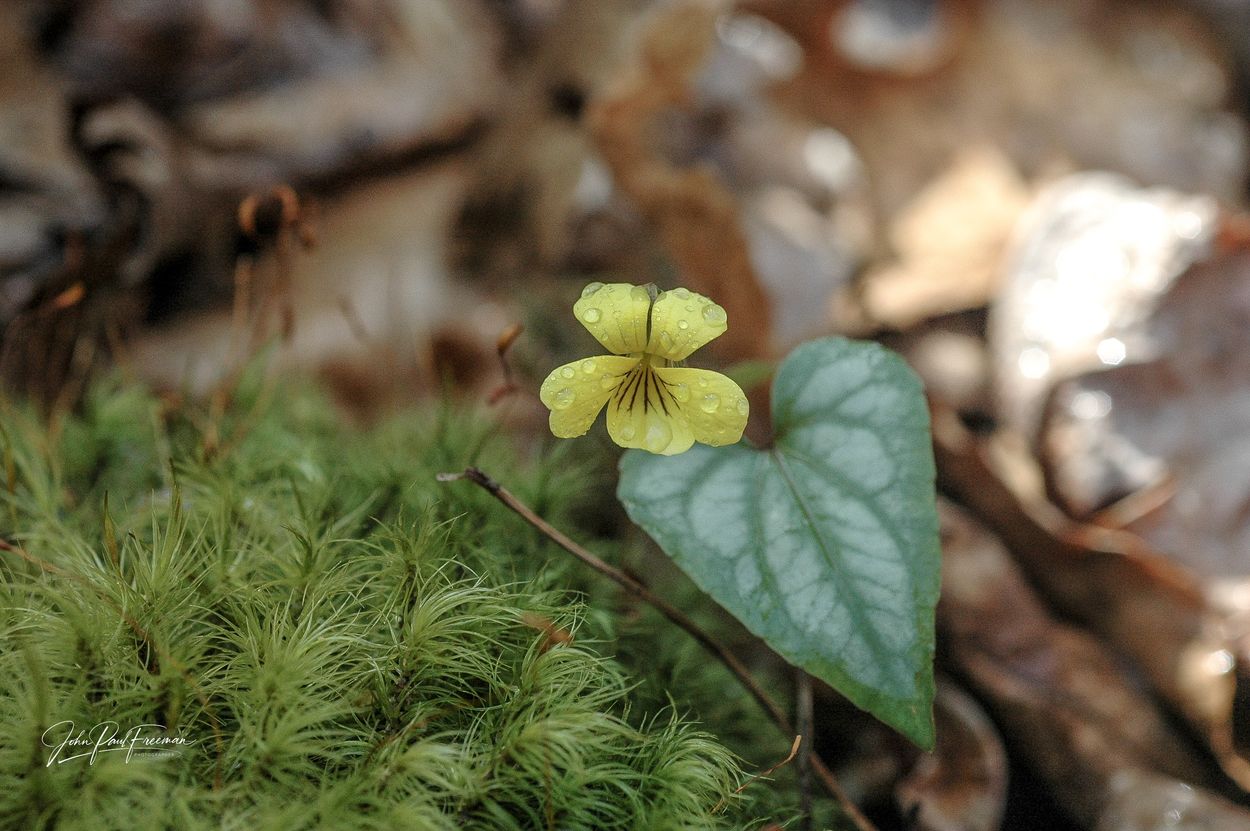 Tiny yellow flower with water droplets on mossy forest floor.