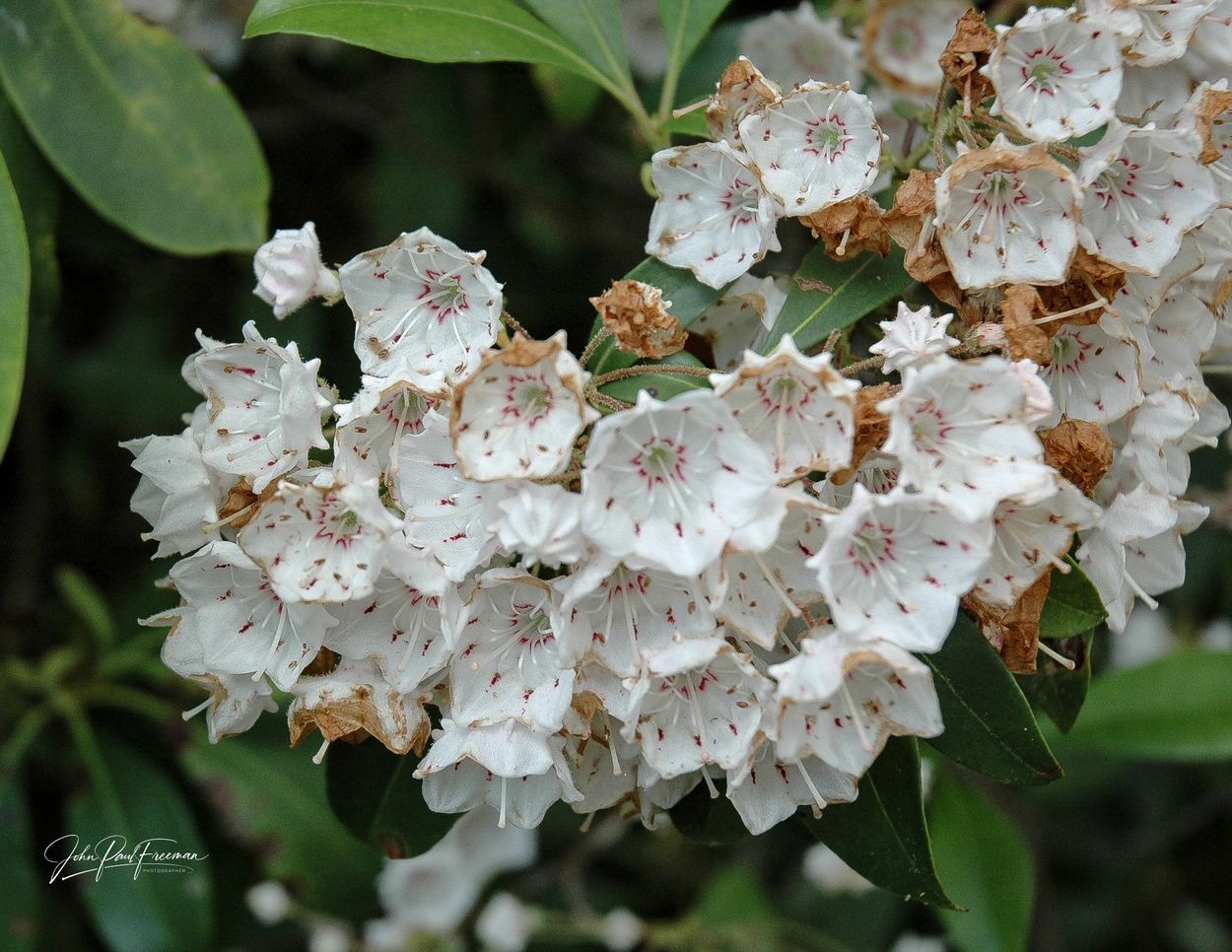 Cluster of white mountain laurel flowers with some browning edges among green leaves.