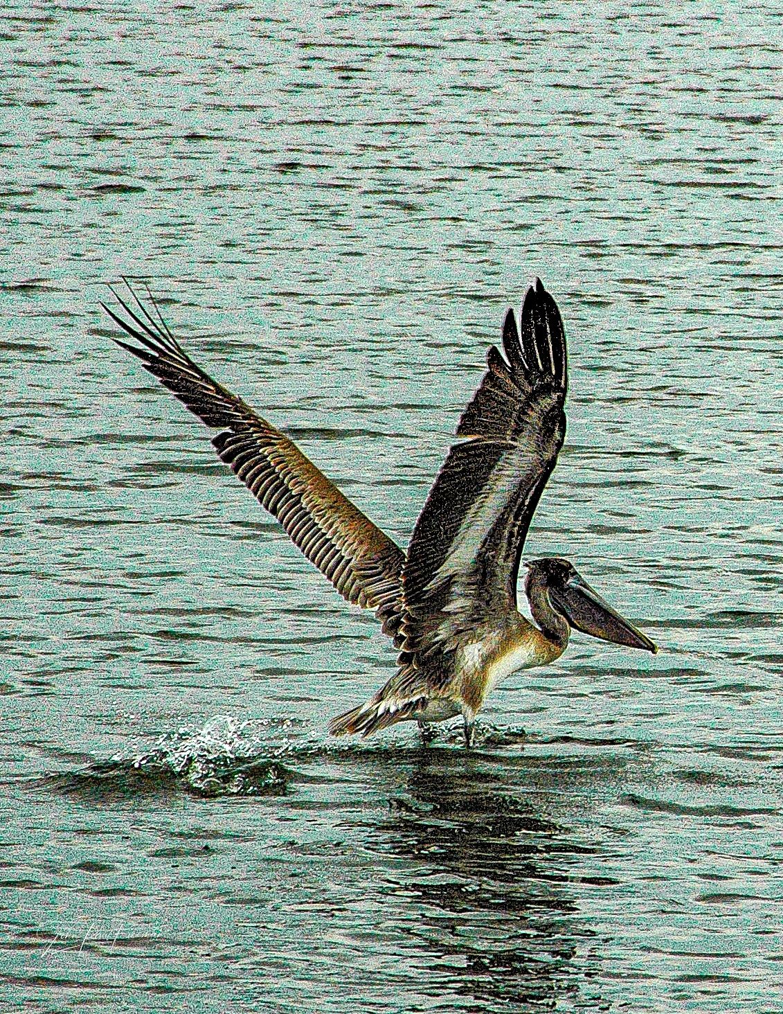 Brown Pelican