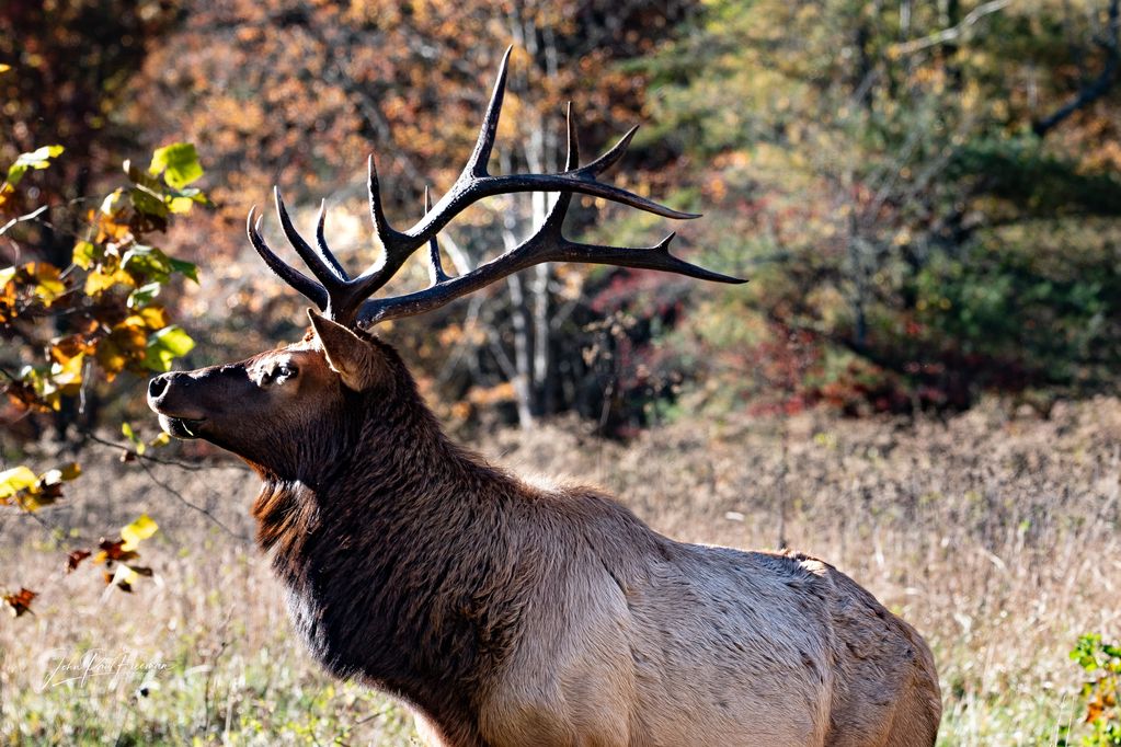 A majestic elk with large antlers in a sunlit forest clearing.