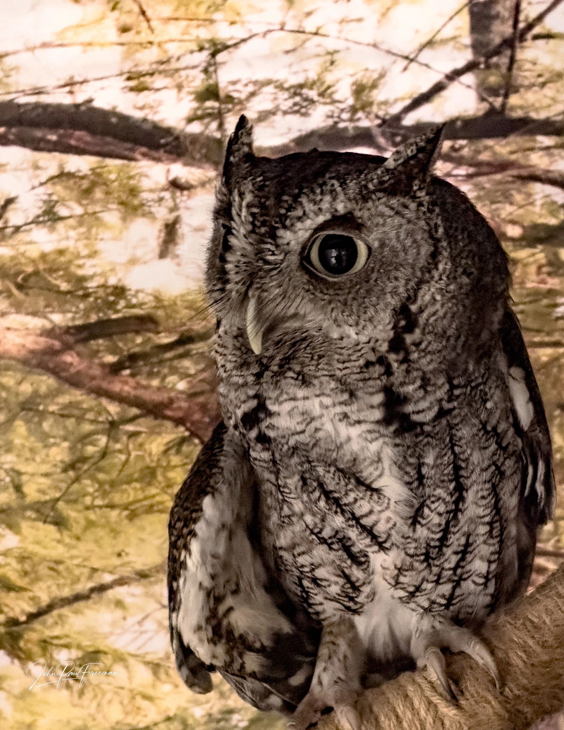 Close-up of a grey owl perched on a branch.