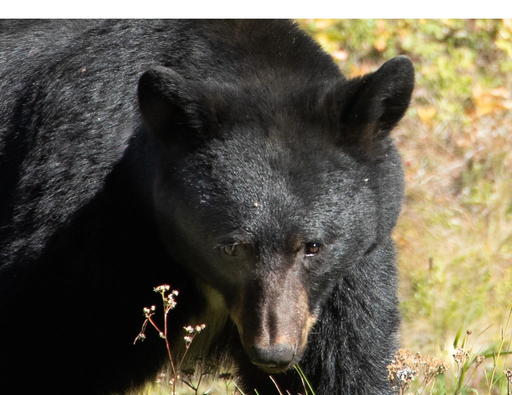 Close-up of a black bear in natural habitat.