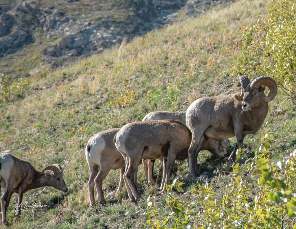 A group of bighorn sheep grazing on a hillside in daylight.