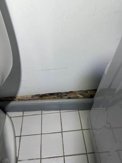 Black mold