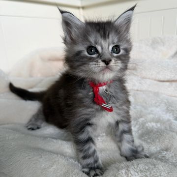 Fluffy gray kitten with a red collar sitting on a soft blanket.