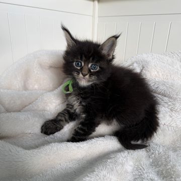 Fluffy black kitten with striking blue eyes sitting on a white blanket.