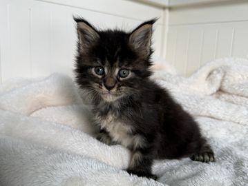 Fluffy black and gray kitten sitting on a cozy white blanket.