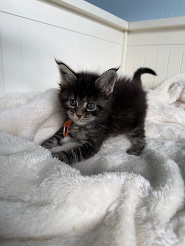 A fluffy black and gray kitten playing on a soft white blanket.