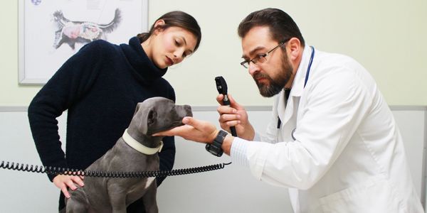 Dr. Walter is performing an eye exam on this beautiful blue Pitbull puppy “Thor”