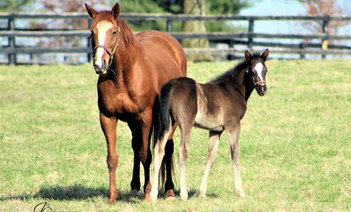 A mare and her foal standing on grass.
