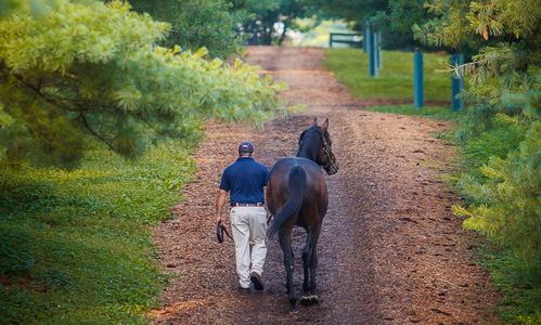 Man walking a horse down a dirt path.