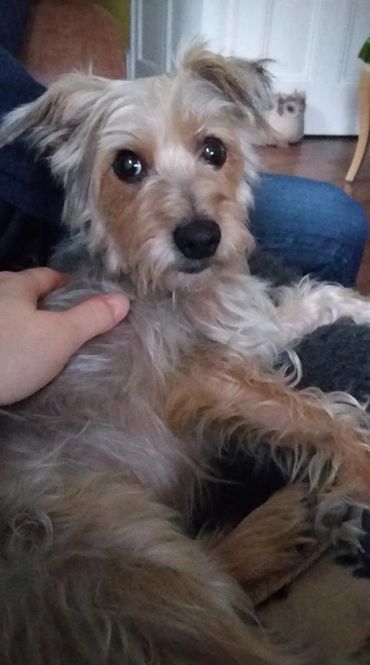 Reiki and Pets. Betty