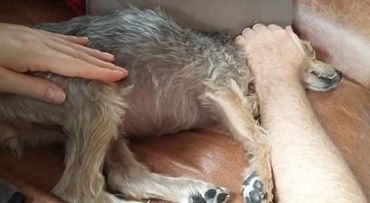 Reiki and Pets. Betty