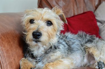 Reiki and Pets. Betty