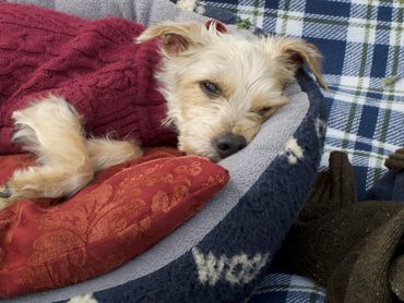 Reiki and Pets. Betty