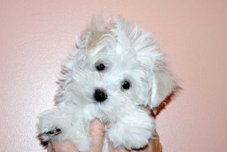 One of our beautiful Maltese puppies