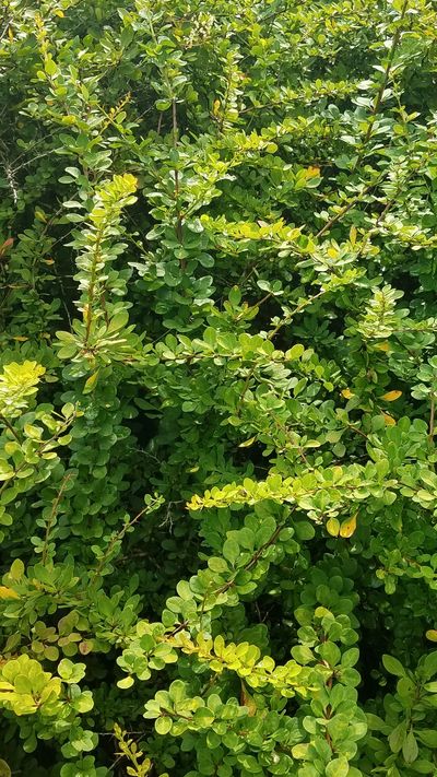 Japanese barberry