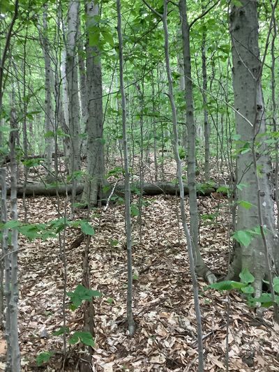 A hardwood stand infected with beech bark disease.