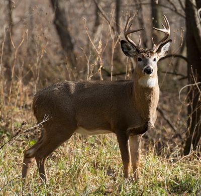 A whitetail buck.
