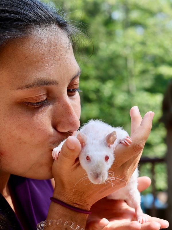 Rat care tips Ontario
Adopt rodents Ontario
Rat rescue Ontario
Rat shelters in Ontario