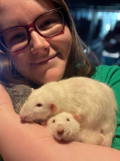 Rat adoption Ontario
Pet rats for adoption
Adopt rats Toronto
Rat breeders Toronto
Ontario rat adopt