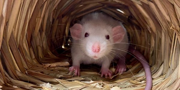 Rat fostering program
Foster a rat Ontario
Rat foster application
Rat sponsor
fundraise