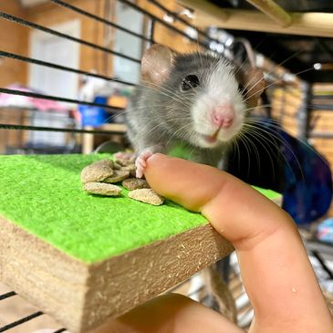 Rat fostering program
Temporary rat care
Foster a rat Ontario
Rat foster application