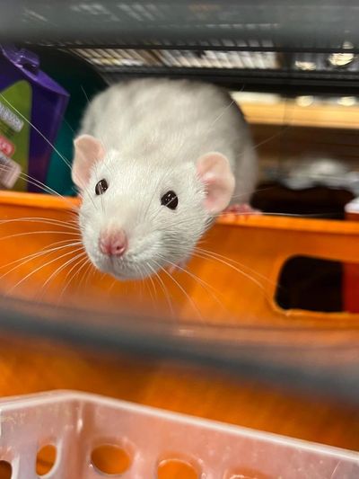 Rat fostering program
Temporary rat care
Foster a rat Ontario
Rat foster application