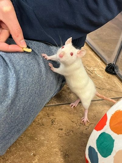 Rat fostering program
Temporary rat care
Foster a rat Ontario
Rat foster application