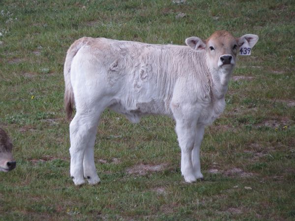 Braunvieh heifers calf