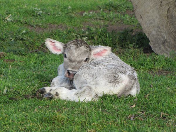 Braunvieh calf on ground