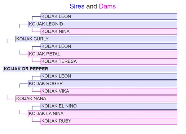 Pedigree for Koijak Dr Pepper