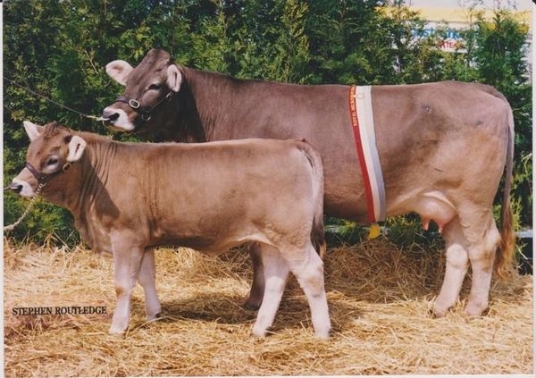 Braunvieh Cow Calf Pair in showring