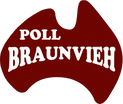 Poll Braunvieh