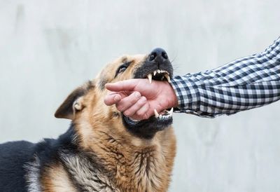 German Shepherd biting a person's hand wearing a checkered shirt.