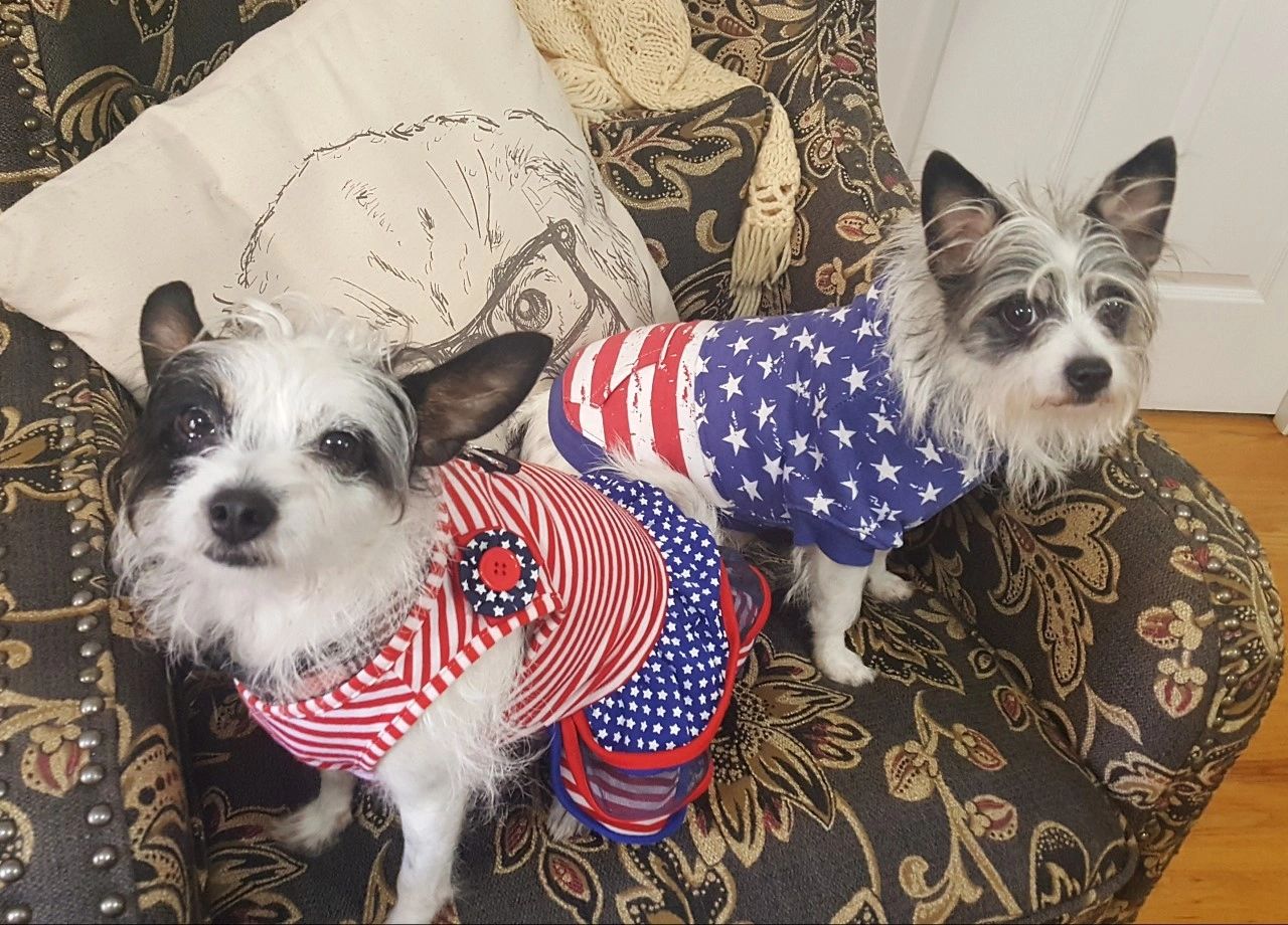 daisys dog empawrium