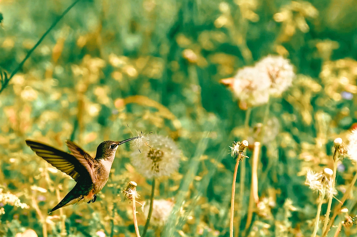 hummingbird carrying a dandelion seed